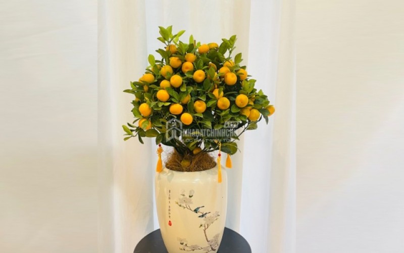 Người mệnh Kim không thể bỏ qua 3 loại cây phong thủy