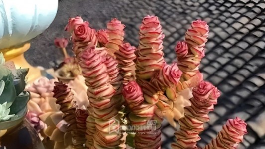 5 loại cây được giới nhà giàu ưa chuộng