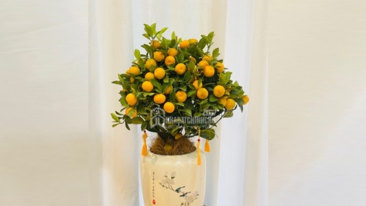 Người mệnh Kim không thể bỏ qua 3 loại cây phong thủy