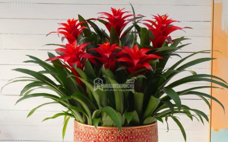 3 loại cây hành Thủy được giới làm ăn săn lùng