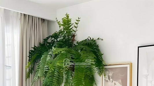 Người Thuộc 3 Mệnh Này Trồng Cây Dương Xỉ Boston Cực Hợp Hỗ Trợ Công Việc & Tài Lộc Vượng Tiến