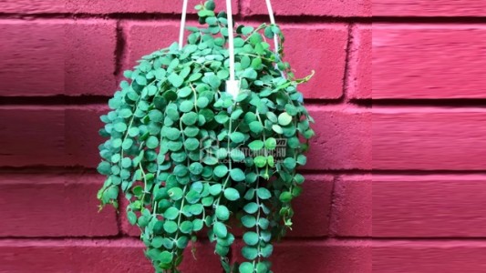 Cây Đô La – Biểu Tượng Tài Lộc & Sự Sung Túc Cho Không Gian Sống Hiện Đại