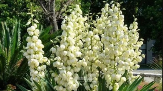 Dứa Nam Mỹ – “lá chắn” phong thủy mang đến bình an và may mắn cho gia chủ