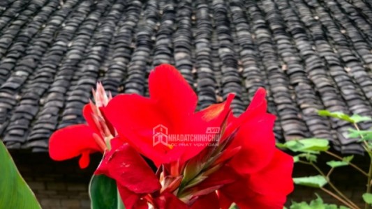 Ý nghĩa phong thủy và cách trồng, chăm sóc cây dong riềng đỏ