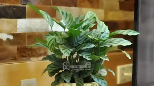 Trồng cây này trong nhà cực tốt tăng vận khí hút tài lộc