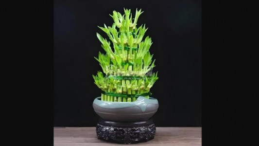 Cách trồng và ý nghĩa phong thủy của cây trúc phú quý