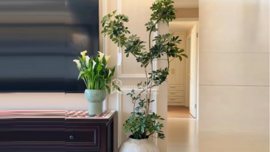 Người mệnh Mộc và Hỏa trồng cây ngũ gia bì cực kỳ thu hút may mắn và tài lộc