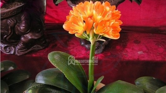 Trồng lan quân tử ba mệnh Mộc – Hỏa – Thổ dễ gặp vận may và quý nhân phù trợ