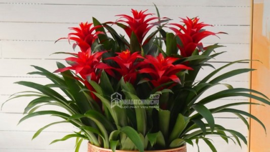 3 loại cây hành Thủy được giới làm ăn săn lùng