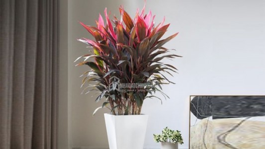 Cây Huyết dụ – Sắc đỏ tài lộc mang lại bình an và sung túc cho gia chủ