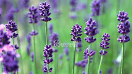 Cây Lavender: Sắc Tím An Yên Mang Lại Năng Lượng Tích Cực Cho Không Gian Sống