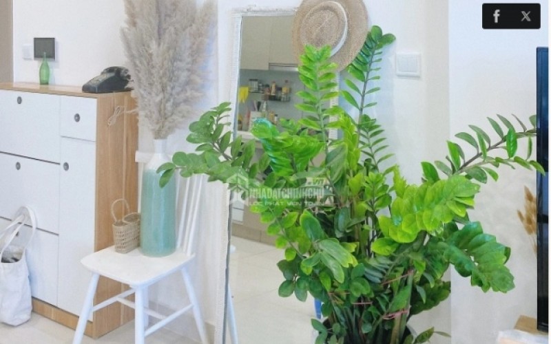 Cách bố trí cây xanh lọc không khí, giảm bụi mịn hiệu quả trong nhà