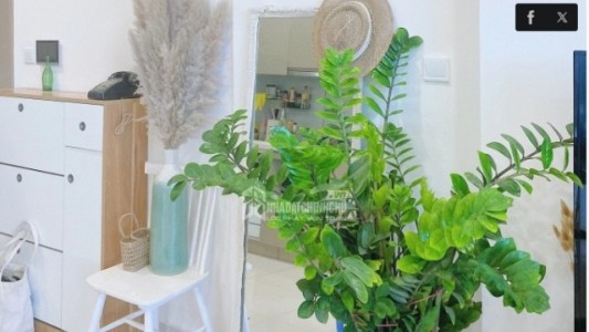 Cách bố trí cây xanh lọc không khí, giảm bụi mịn hiệu quả trong nhà