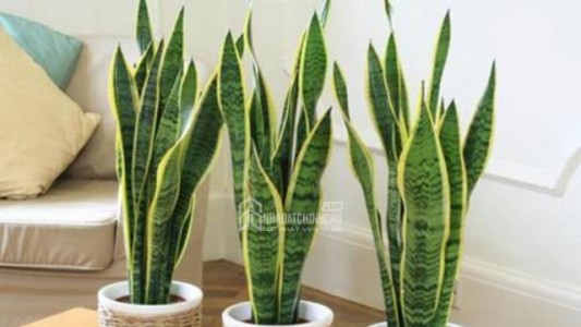 3 loại cây cảnh đẹp, dễ chăm sóc cho người bận rộn