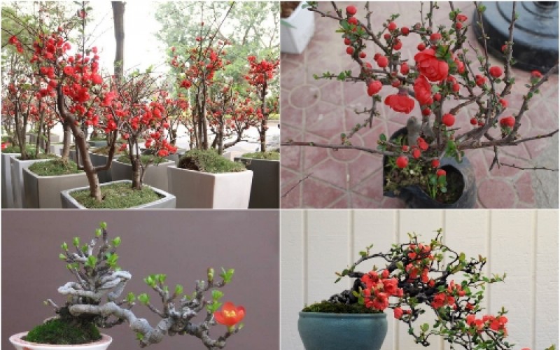 5 chậu hoa đỏ mang tài lộc, dễ bài trí cho không gian sống dịp đầu năm