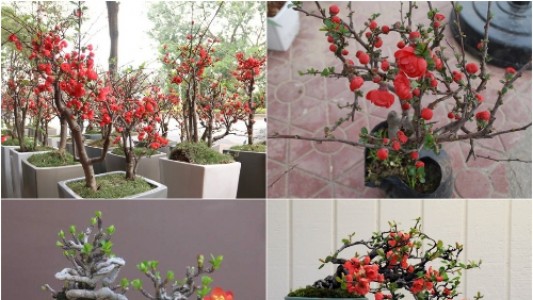 5 chậu hoa đỏ mang tài lộc, dễ bài trí cho không gian sống dịp đầu năm