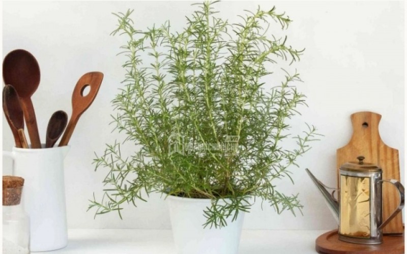 5 loại cây giúp giảm muỗi hiệu quả trong không gian sống