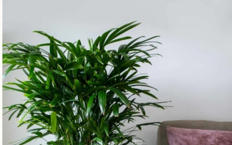 6 loại cây cảnh dễ trồng cho căn hộ thiếu ánh sáng