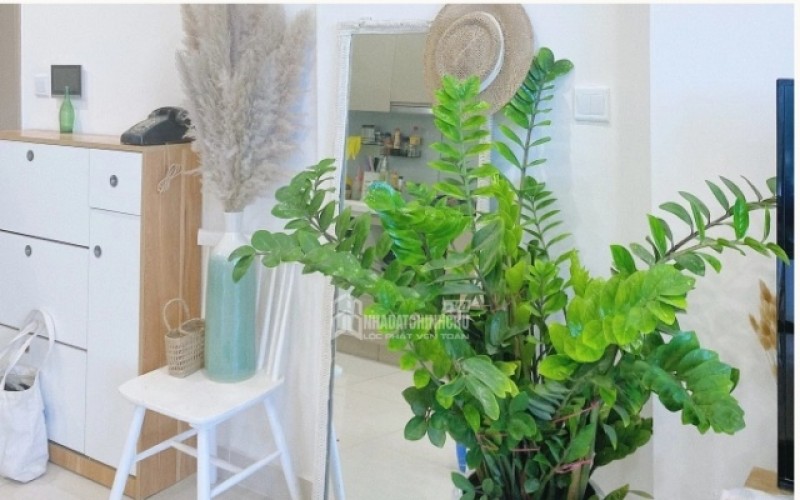 Cách bố trí cây xanh lọc không khí, giảm ô nhiễm bụi trong nhà