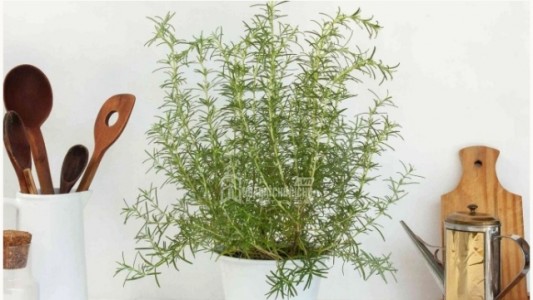 5 loại cây giúp giảm muỗi hiệu quả trong không gian sống