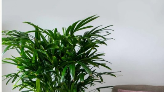 6 loại cây cảnh dễ trồng cho căn hộ thiếu ánh sáng