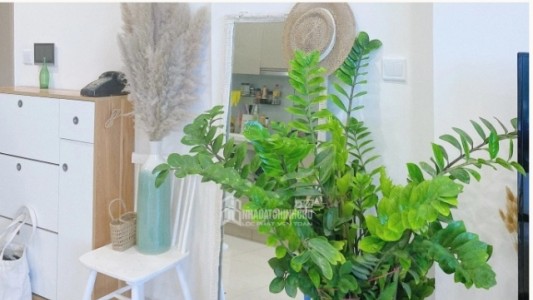 Cách bố trí cây xanh lọc không khí, giảm ô nhiễm bụi trong nhà