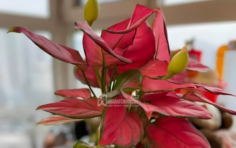 5 loại cây trong nhà nếu bất ngờ nở hoa – nhiều người tin là dấu hiệu tài lộc sắp đến