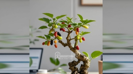 3 loại cây quen thuộc nhưng nhiều người tránh trồng trong nhà vì yếu tố phong thủy