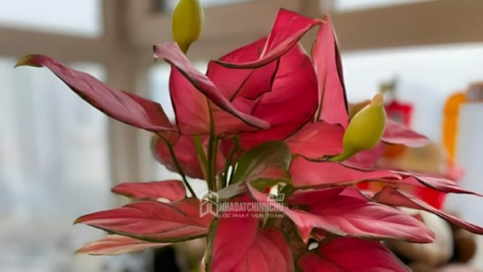 5 loại cây trong nhà nếu bất ngờ nở hoa – nhiều người tin là dấu hiệu tài lộc sắp đến