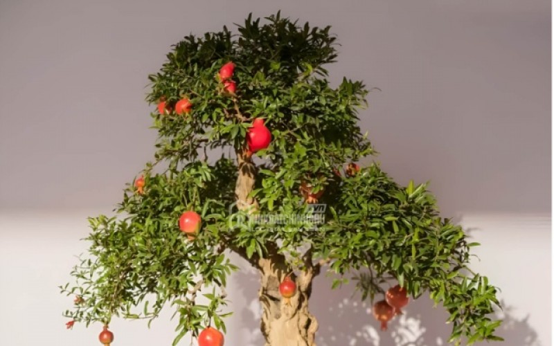 4 Chậu Bonsai Nhỏ Xinh Vừa Trang Trí Căn Hộ Vừa Hút Tài Lộc, May Mắn