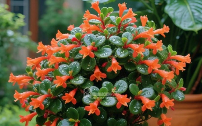 Loài cây nở hoa như đàn cá vàng bơi lội – Vừa đẹp mắt, vừa mang ý nghĩa tài lộc tụ hội