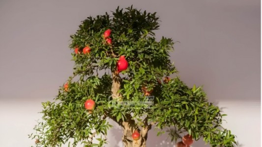 4 Chậu Bonsai Nhỏ Xinh Vừa Trang Trí Căn Hộ Vừa Hút Tài Lộc, May Mắn