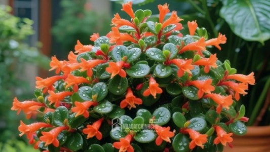 Loài cây nở hoa như đàn cá vàng bơi lội – Vừa đẹp mắt, vừa mang ý nghĩa tài lộc tụ hội