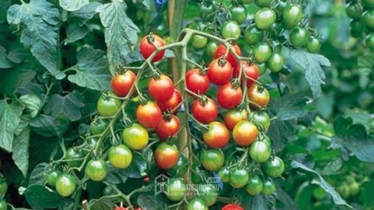 5 loại cây dễ trồng giúp ban công xanh mát trong mùa hè