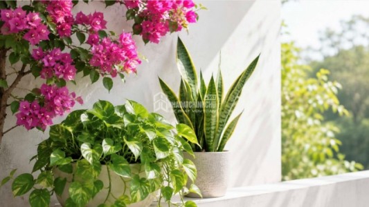 3 Loại Cây Xanh Giúp Làm Mát Nhà Hiệu Quả Trong Mùa Hè