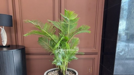 2 Loại Cây Cảnh Đẹp, Dễ Chăm Phù Hợp Đặt Trong Phòng Khách