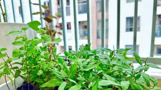 Mẹo Thiết Kế Khu Vườn Sân Thượng Cho Người Mới Bắt Đầu