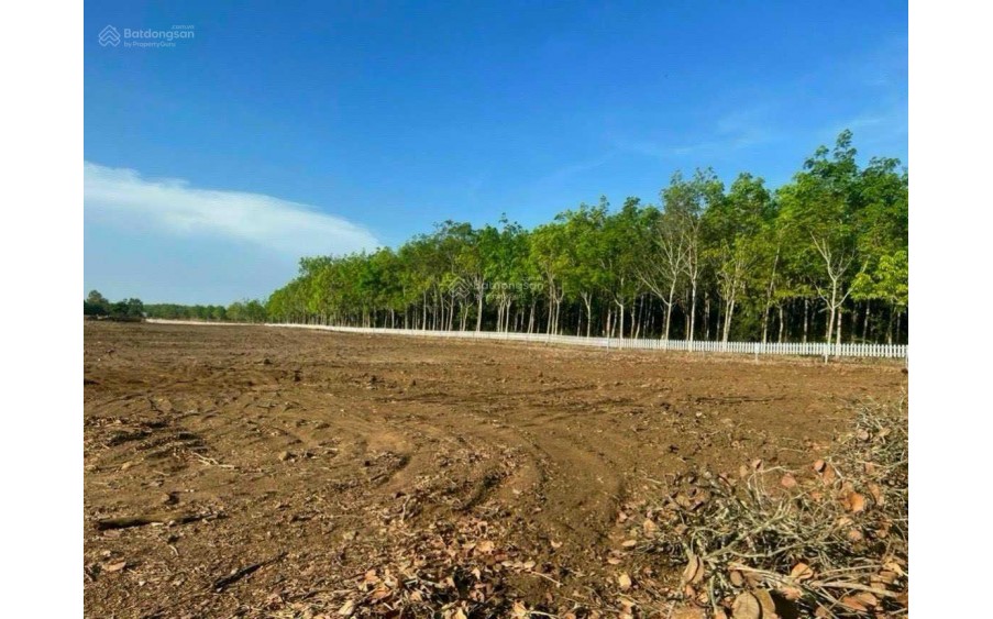 BÁN ĐẤT diện tích 13000m2 Hoà Hưng, Huyền Xuyên Mộc, tỉnh Bà Rịa - Vũng Tàu
