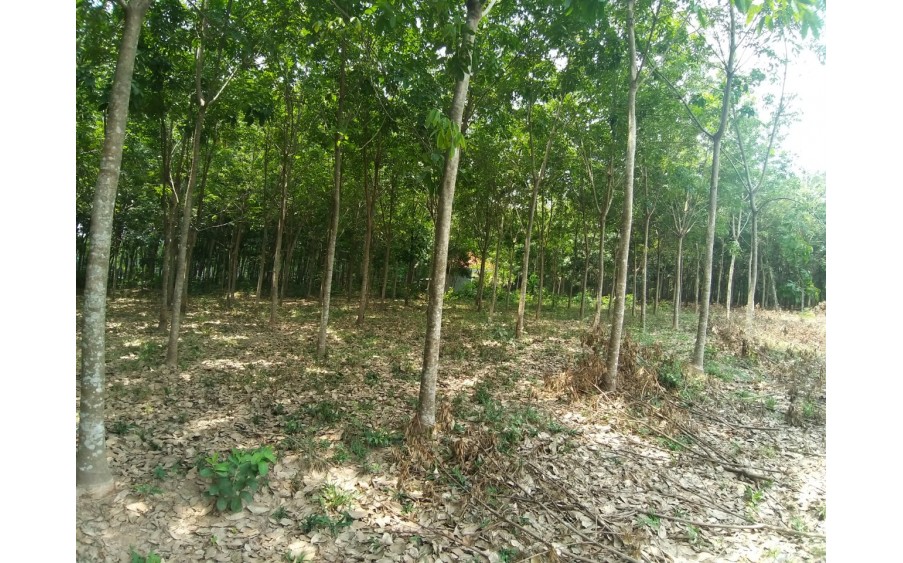 CHỦ KẸT TIỀN GỬI BÁN 5200M2 ĐẤT Ở VĨNH TÂN, TÂN UYÊN