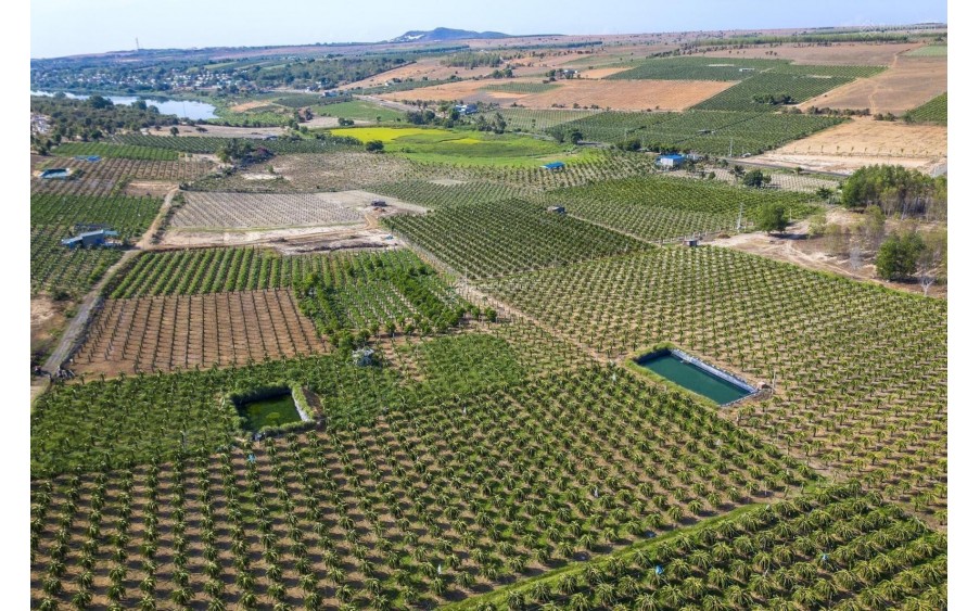 Cần Bán 20.000m2 Đất Mặt Tiền Trục Chính Giá Tốt Nhất Khu Vực Bàu Trắng, Bình Thuận