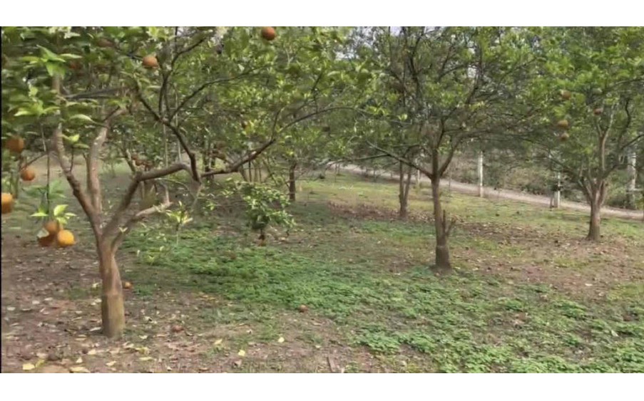 BÁN ĐẤT + NHÀ VƯỜN + AO CÁ 12000M2 XÃ CHIÊU YÊN, YÊN SƠN, TUYÊN QUANG.