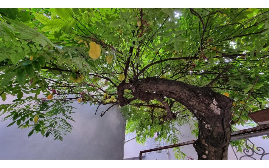 BÁN NHÀ SIÊU DIỆN TÍCH THANH BÌNH-HÀ ĐÔNG NHÀ SÂN VƯỜN RỘNG -DT:70M -KMT:6M -GIÁ TỐT.