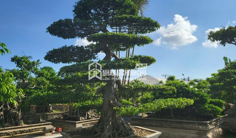 MỘT KHÔNG GIAN NHÀ VƯỜN HIẾM CÓ TẠI TRUNG TÂM HOÀNH BỒ - HẠ LONG