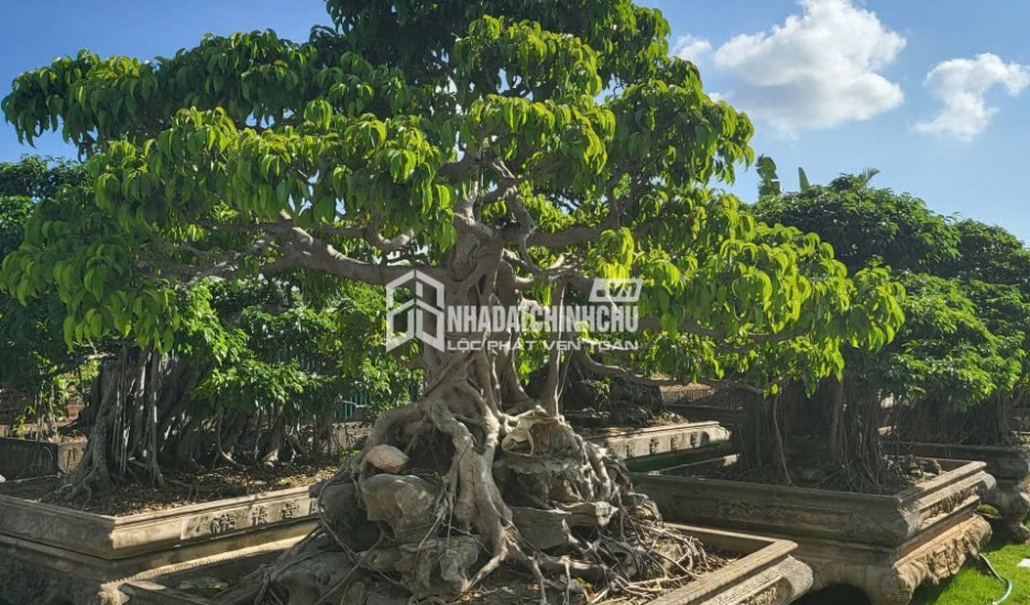 MỘT KHÔNG GIAN NHÀ VƯỜN HIẾM CÓ TẠI TRUNG TÂM HOÀNH BỒ - HẠ LONG