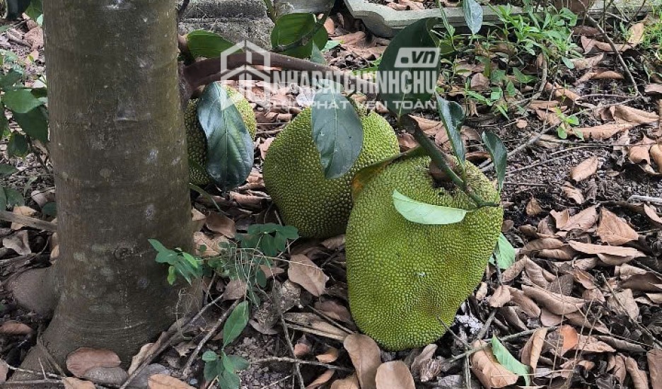 BÁN BIỆT THỰ SÂN VƯỜN MINI LONG VÂN – QUY NHƠN
