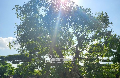 MỘT KHÔNG GIAN NHÀ VƯỜN HIẾM CÓ TẠI TRUNG TÂM HOÀNH BỒ - HẠ LONG