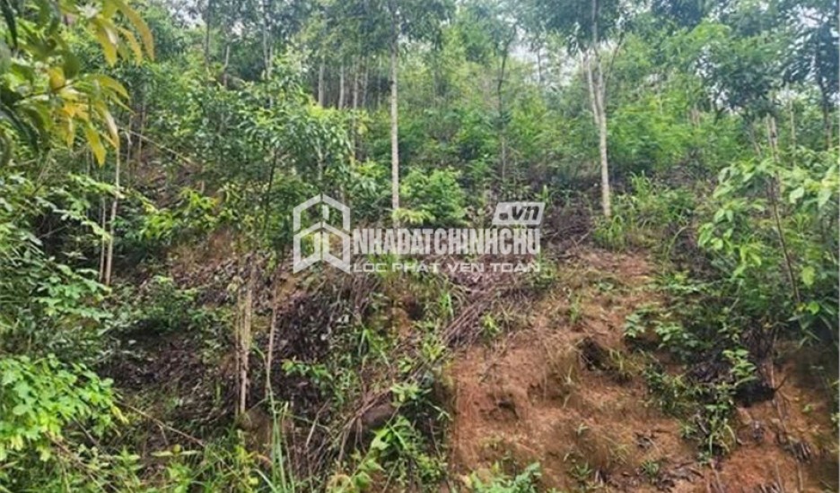 ĐẤT ĐẸP - GIÁ ĐẦU TƯ  – CHÍNH CHỦ CẦN BÁN NHANH  2 LÔ ĐẤT RẪY TẠI H. Đăk Glei, T. Kon Tum
