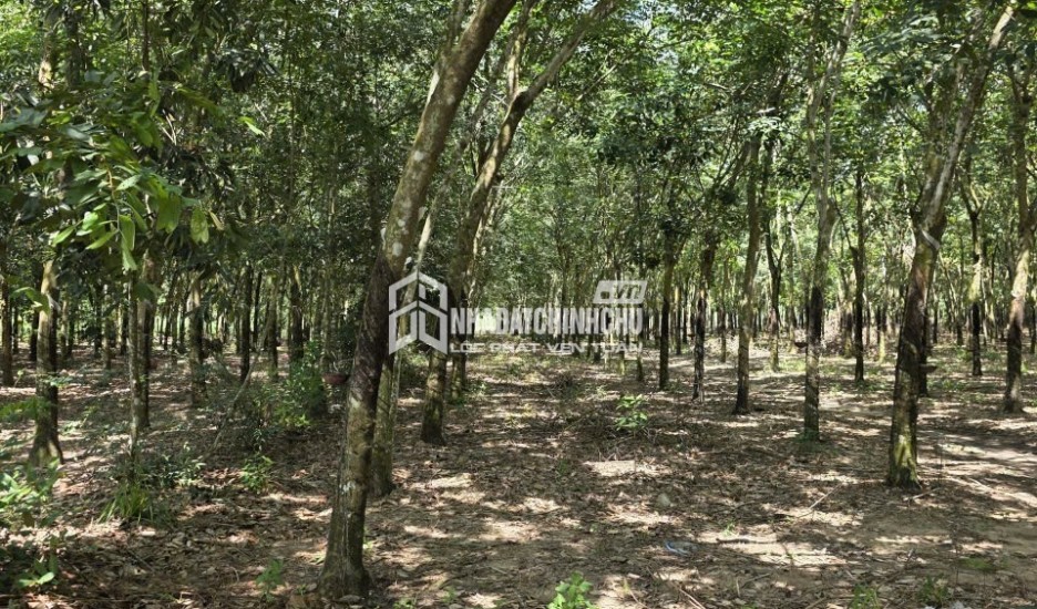 CƠ HỘI ĐẦU TƯ Lô Đất Sào Cao Su đang khai thác  Đường Minh Hòa 20 xã Minh Thạnh, Bình Dương