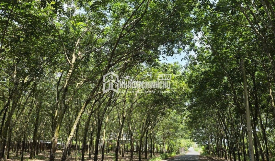 CƠ HỘI ĐẦU TƯ Lô Đất Sào Cao Su đang khai thác  Đường Minh Hòa 20 xã Minh Thạnh, Bình Dương