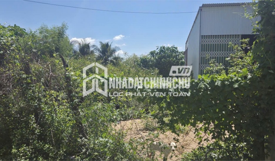 HOT HOT - CHÍNH CHỦ CẦN BÁN ĐẤT NÔNG NGHIỆP Thôn Thuận Lợi, Phước Thuận, Ninh Phước, Ninh Thuận